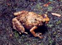 : Anodonthyla nigrigularis