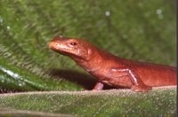 : Bolitoglossa schizodactyla
