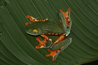 : Cruziohyla calcarifer