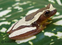 : Dendropsophus elegans