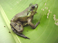 : Pseudis paradoxa; Paradox Frog