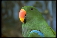 : Eclectus roratus; Eclectus Parrot