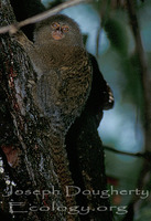 : Callithrix pygmaea; Pygmy Marmoset