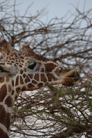 : Giraffa camelopardalis reticulata; Reticulated Giraffe