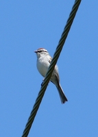 : Spizella passerina; Chipping Sparrow