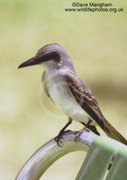 : Tyrannus domenicensis; Grey Kingbird