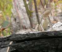 : Amphibolurus nobbi; Nobbi Dragon