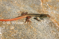 : Pedioplanis namaquensis; Namaqua Sand Lizard