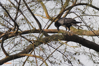 Large-billed Crow (Corvus macrorhynchos)