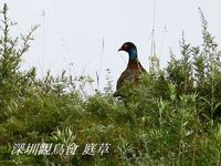 Phasianus colchicus Ring-necked Pheasant 環頸雉 005-050