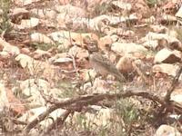 Bimaculated Lark Melanocorypha bimaculata