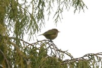 チャイロハヤシムシクイ Brown Woodland-Warbler Phylloscopus umbrovirens