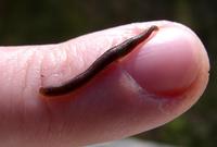 Erpobdella octoculata