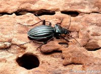Carabus auronitens cupreonitens