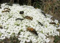 Stenopterus ater ater