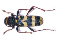 Clytus arietis lederi