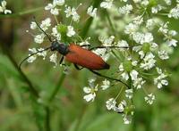 Anastrangalia sanguinolenta