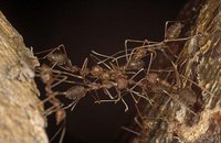 Formicidae - Ants