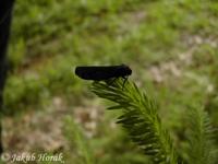 Atolmis rubricollis - Red-necked Footman