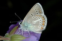 Aricia eumedon - Geranium Argus