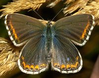 Polyommatus bellargus - Adonis Blue