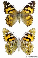 Vanessa cardui - Painted Lady