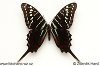 Graphium colonna