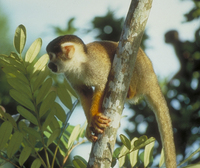 Black-capped squirrel monkey (Saimiri boliviensis peruviensis)