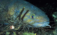 Image of Brosme brosme, Tusk, Almindelig brosme, Brosme, Lom, Cusk, Torsk, Brismak, Moonfish, Br...