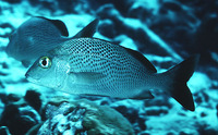 Haemulon parra, Sailor's grunt: fisheries, aquarium