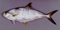 Scomberoides tala, Barred queenfish: fisheries