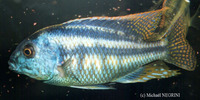 Chilotilapia rhoadesii, Bream: aquarium