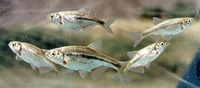 Alburnoides bipunctatus, Spirlin: aquarium, bait