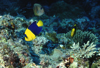 Centropyge bicolor, Bicolor angelfish: fisheries, aquarium