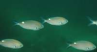 Chromis atrilobata, Scissortail damselfish: