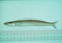 Bleekeria mitsukurii, :