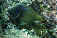 Microspathodon bairdii, Bumphead damselfish: