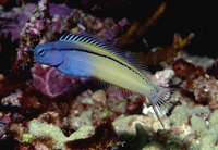 Ecsenius gravieri, Red Sea mimic blenny: aquarium