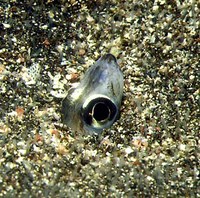 Paraconger macrops, Blackspot conger: