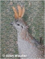 Elegant Quail, Callipepla douglasii