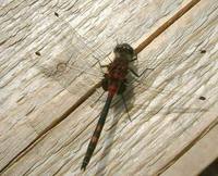 Leucorrhinia dubia - White-Faced Dragonfly