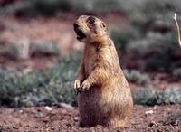 Image of: Cynomys leucurus (white-tailed prairie dog)