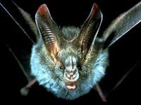 Image of: Megaderma spasma (lesser false vampire bat)