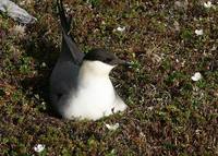 Stercorarius longicaudus - Long-tailed Skua