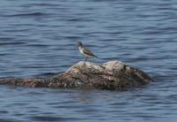 Actitis macularia - Spotted Sandpiper