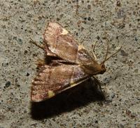 Image of: Dolichomia olinalis