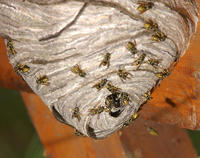 Image of: Dolichovespula arenaria (aerial yellowjacket)