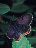 Image of: Lycaena helloides