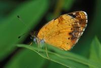 Image of: Phyciodes tharos