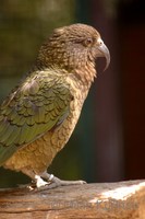 Nestor notabilis - Kea